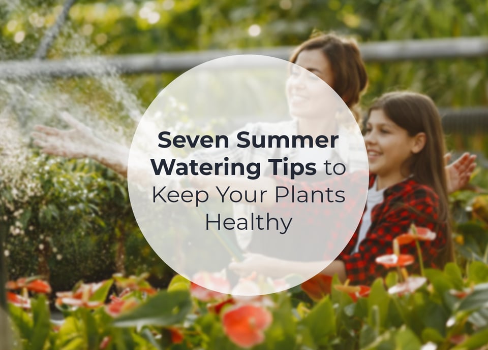Seven Summer Watering Tips to Keep Your Plants Healthy | Opt Real Estate