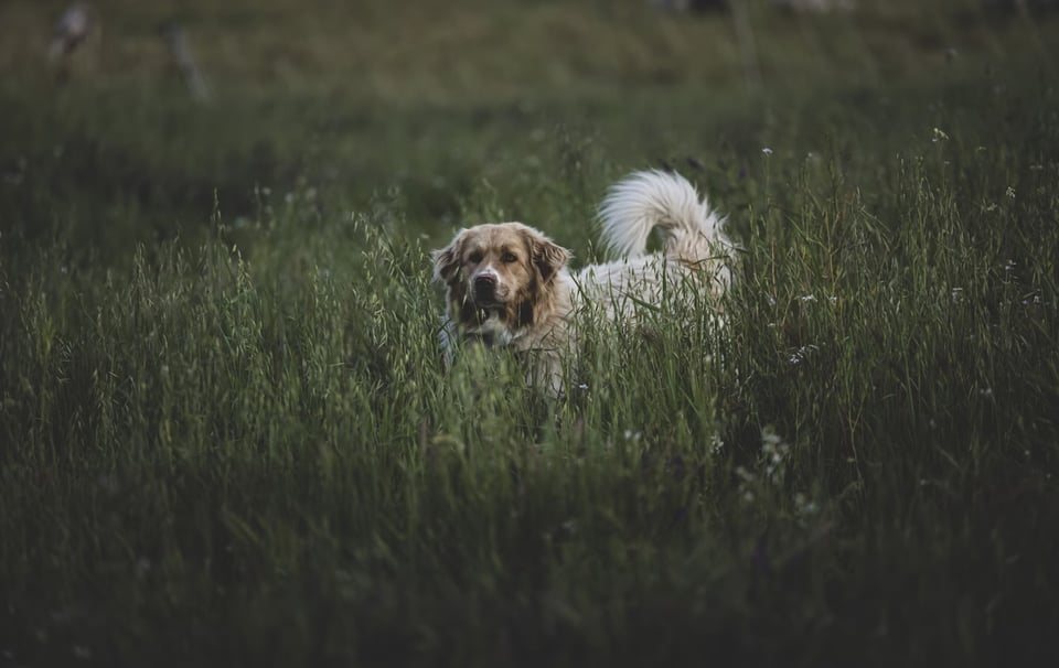 Pet Friendly Activities in Livingston MT to Enjoy Together