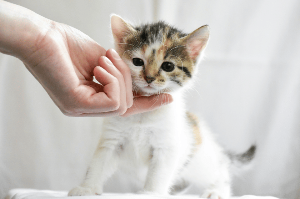 Pet Veterinary & Emergency Services