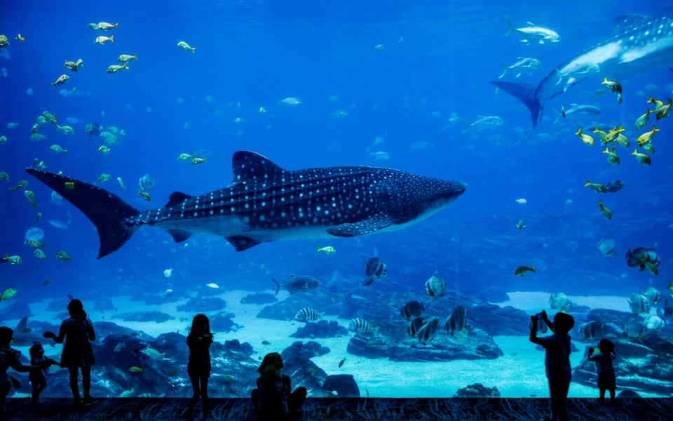 Top 10 Things to Do in Sarasota for First-Timers | Blog