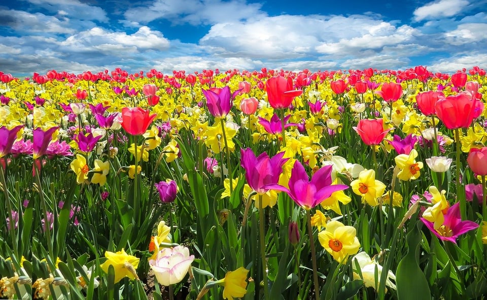 12 Things to Do in Michigan in May | Blog | SK Group