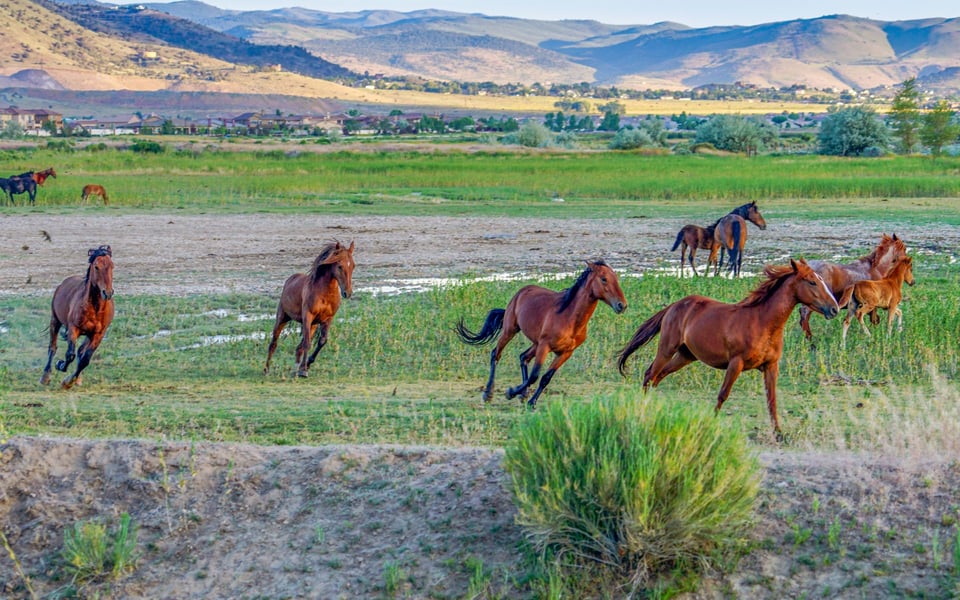 Damonte Ranch | Neighborhood Guide | Dolan & Aguila Group