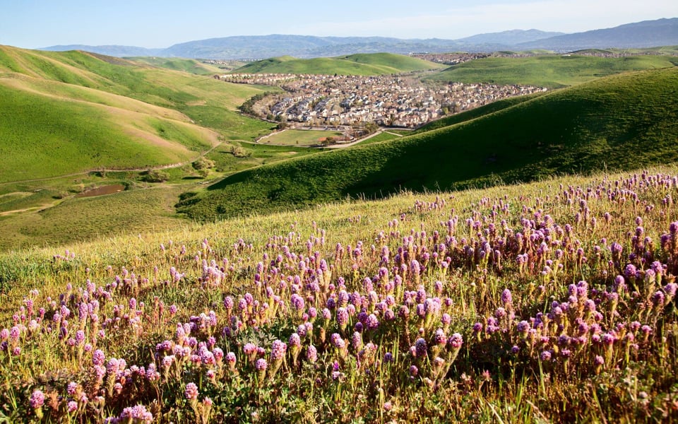 San Ramon Real Estate & Neighborhood Guide | Linda Traurig