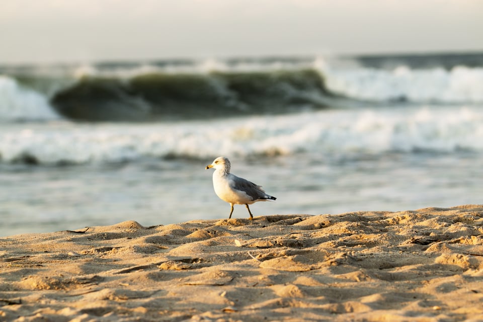 Hidden Gems Capitola CA: Coastal Spots You Must See