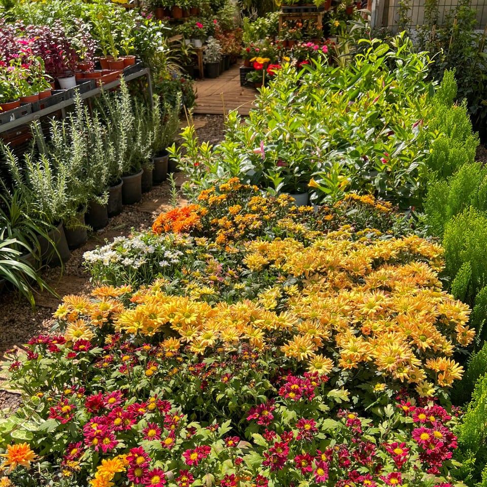 Spring Gardening on Maryland’s Eastern Shore: Top Local Garden Centers ...