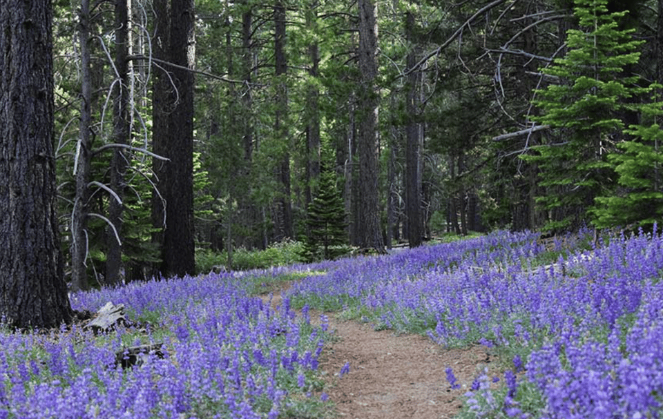 Transitioning into Spring from Winter in Reno-Tahoe