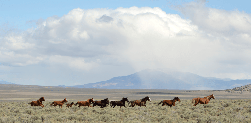 luxuryrenotahoeproperties.com