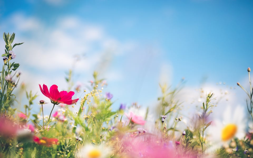 San Diego Real Estate Seasons – Winter vs Spring Changes | Define Real ...