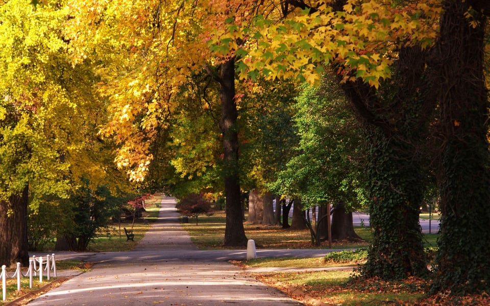 Tower Grove | Neighborhood Guide