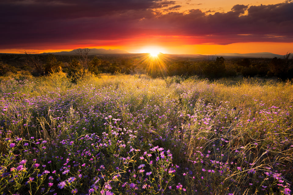 Tesuque Village Santa Fe NM Neighborhood | Bunny Terry