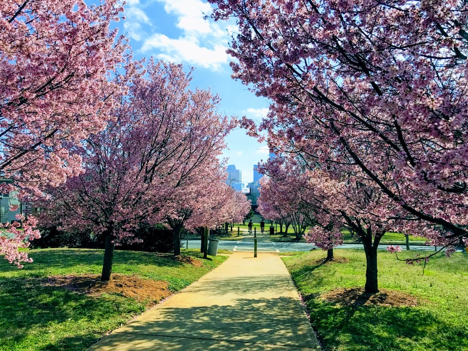 Spring in Charlotte | Andy Bovender Team