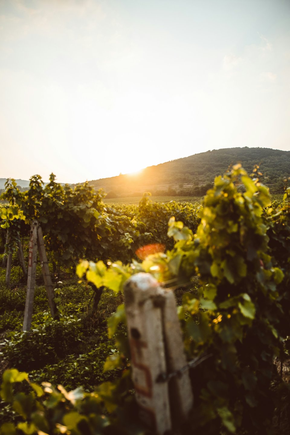Santa Ynez Valley AVA Guide | Murphy Atkinson Real Estate
