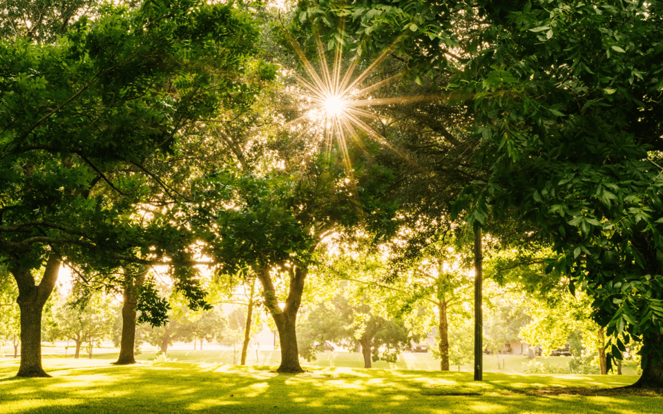 A Guide to Southern Pines Parks | Blog | Jamie McDevitt