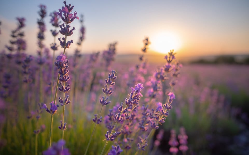 10 Can't-Miss Weekend Activities in Dripping Springs