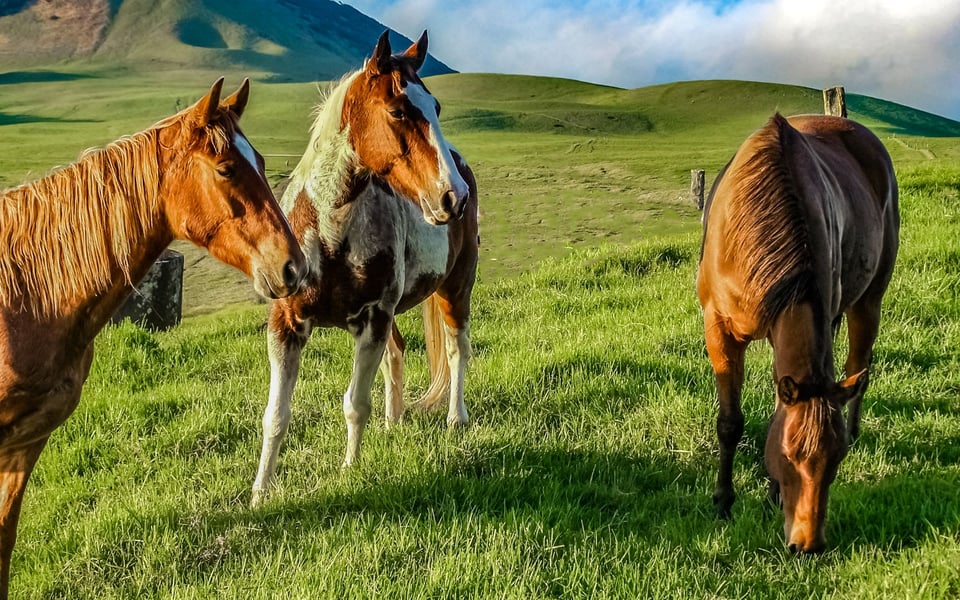 Kohala Ranch | Neighborhood Guide