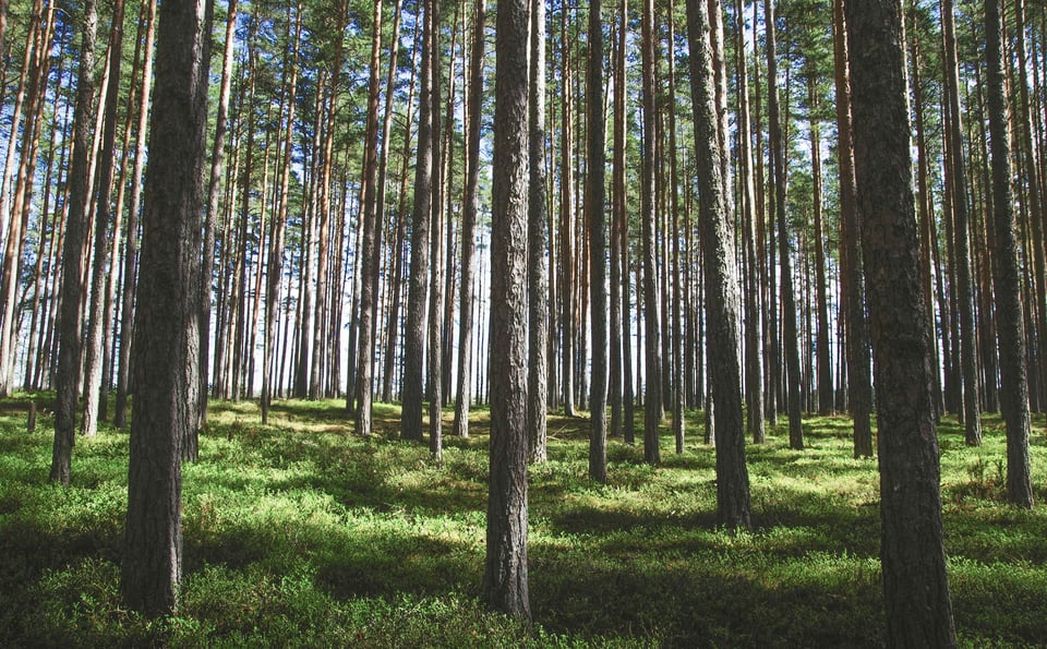 North Carolina Timber Industry: Key Facts & Insights