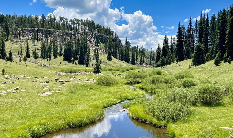 June 2025 Newsletter