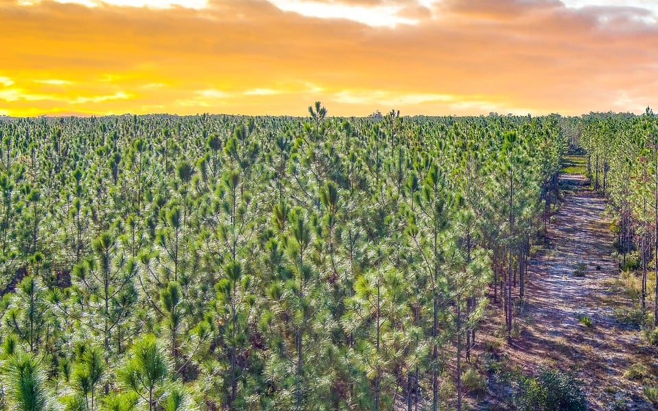 Florida Timberland Investment Properties | Pioneer Land