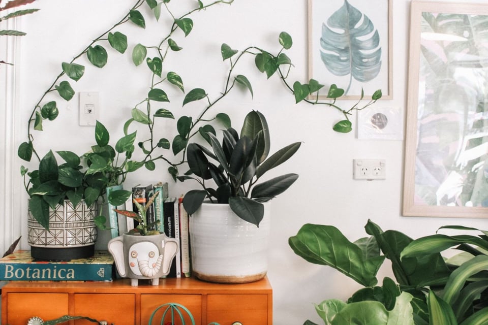 dieffenbachia camille plant care Camille Dieffenbachia (Dumb Cane) 4 inch