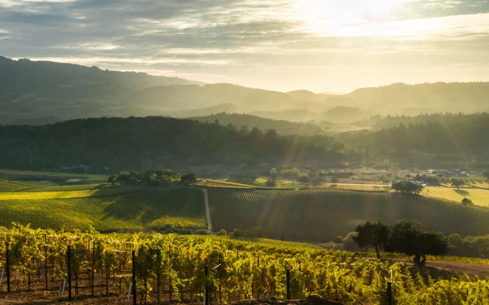 Calistoga vineyard landscape