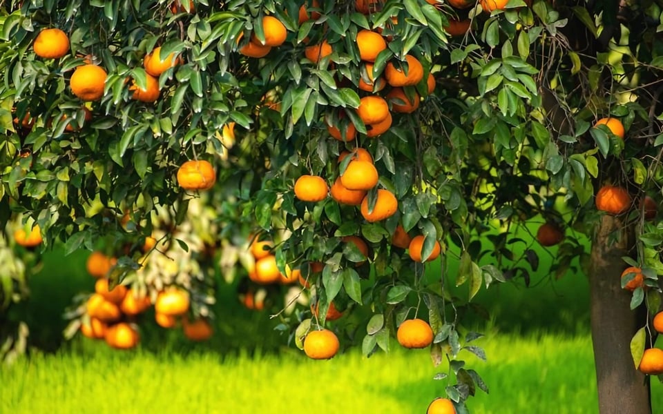 Hokulia Brings the Farm Fresh to Table | Blog | Hokulia