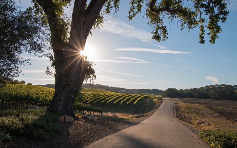 Sonoma vineyard road and oak tree