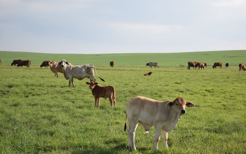 Day Trips From Brenham, TX | Blog | The Lindi Camaron Team