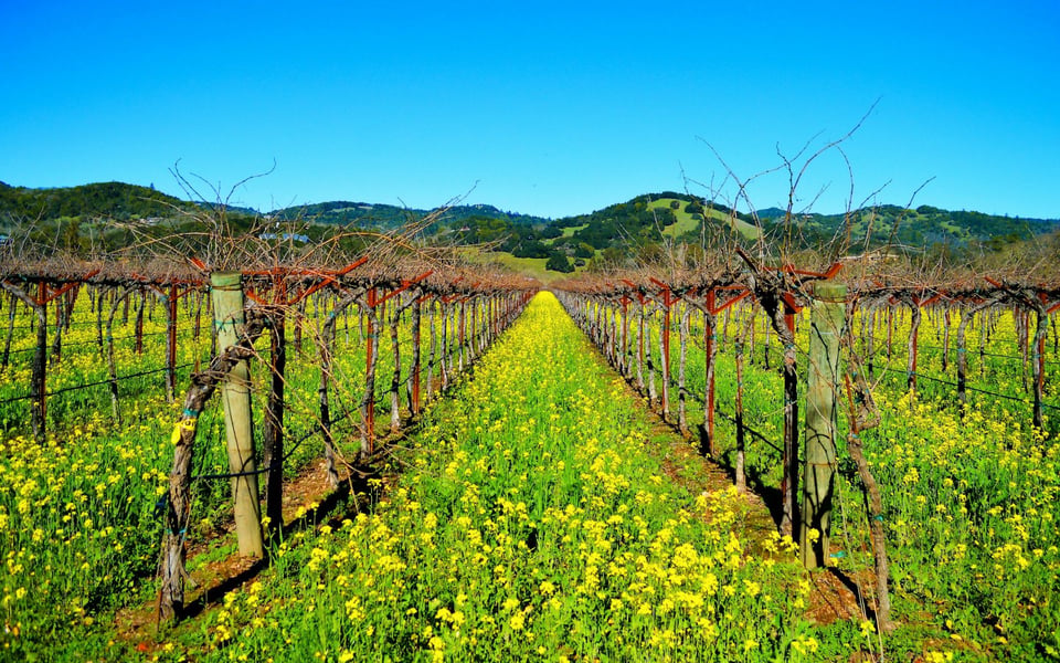 Top Attractions in Sonoma, CA: A Guide for Locals and Tourists | Blog