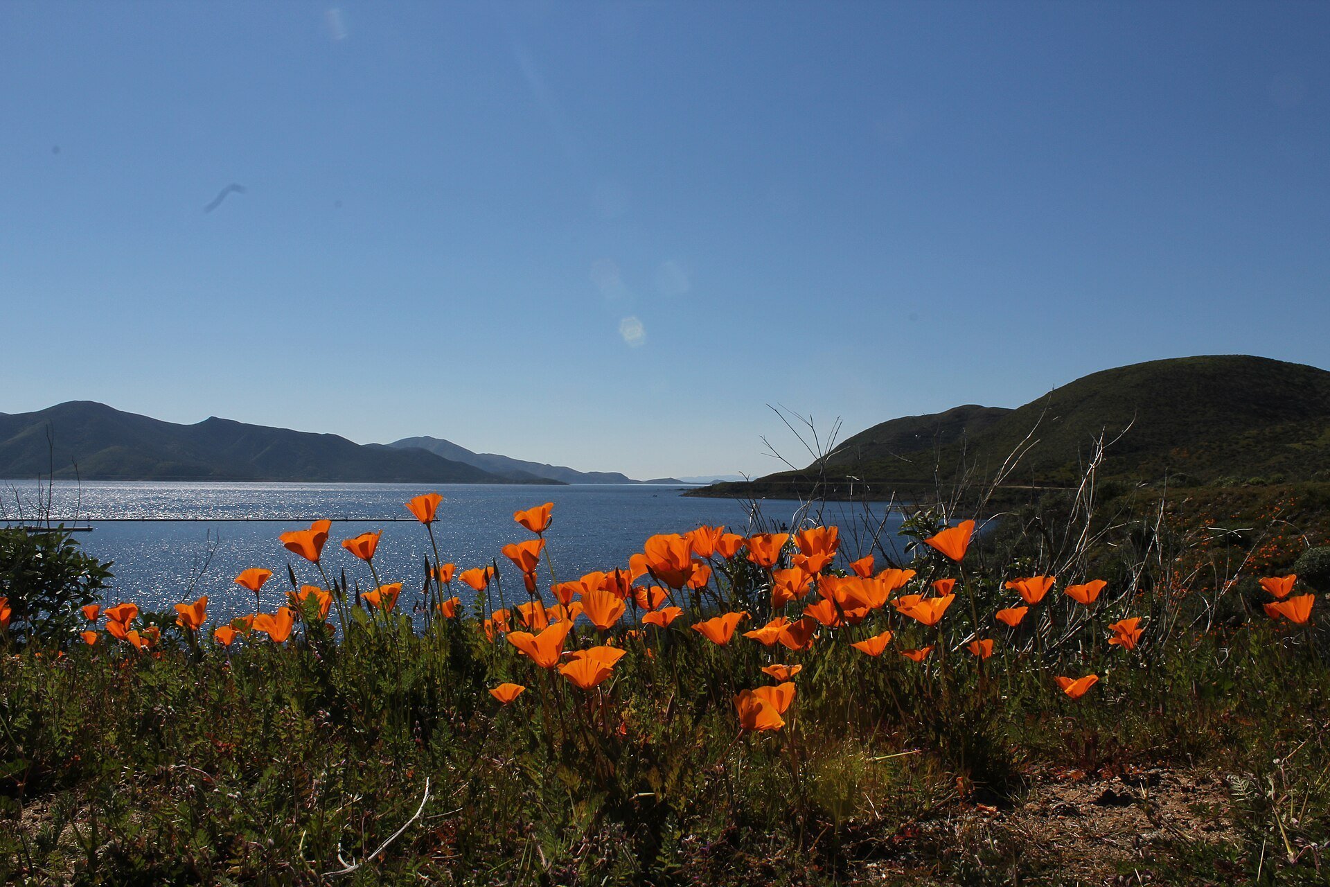 California poppies and Diamond Valley Lake