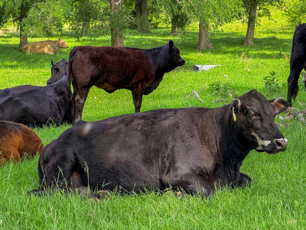 +/-231.65 Acre Legacy Ranch Available!