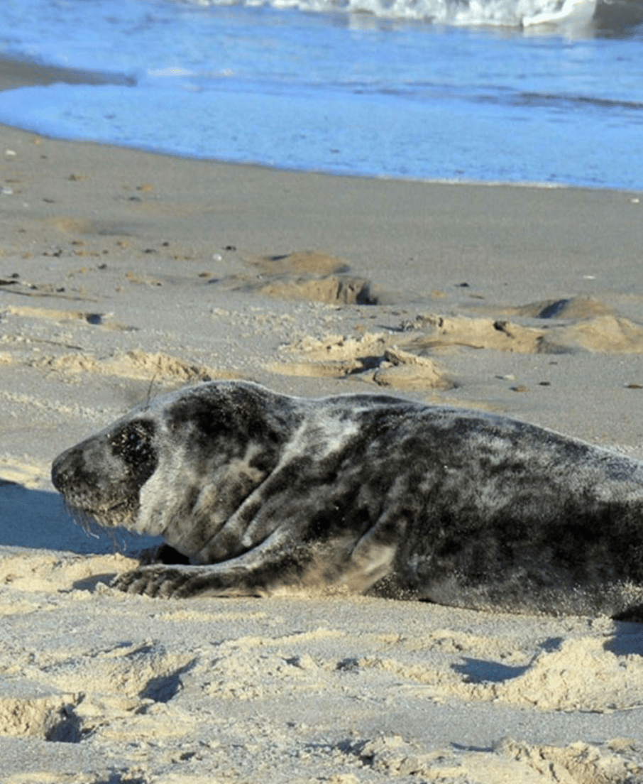 Seal Days at Weekapaug Inn