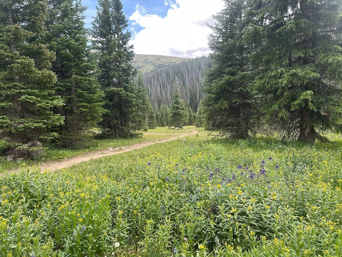 Driving Into the Wild: A Sensory Journey Along Old Fall River Road