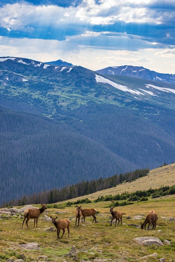 Where the Road Meets the Sky: Driving Trail Ridge Road
