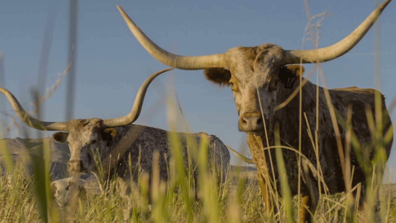 We are Western Ranch Brokers