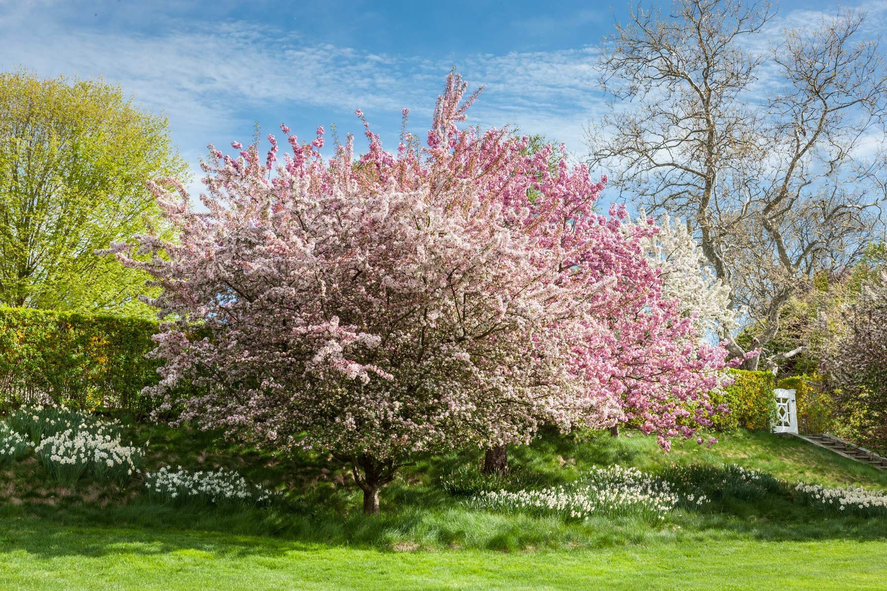Spring garden with a large pink-flowering tree and white flowers across the lawn.