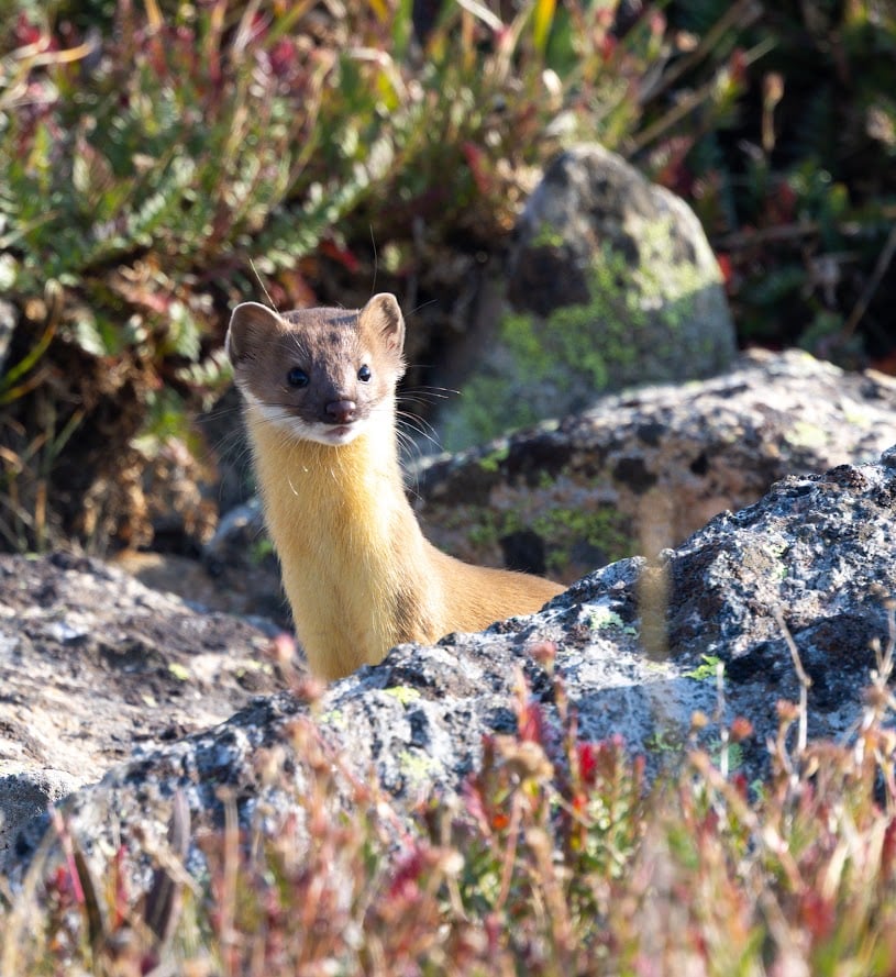 Where the Road Meets the Sky: Driving Trail Ridge Road