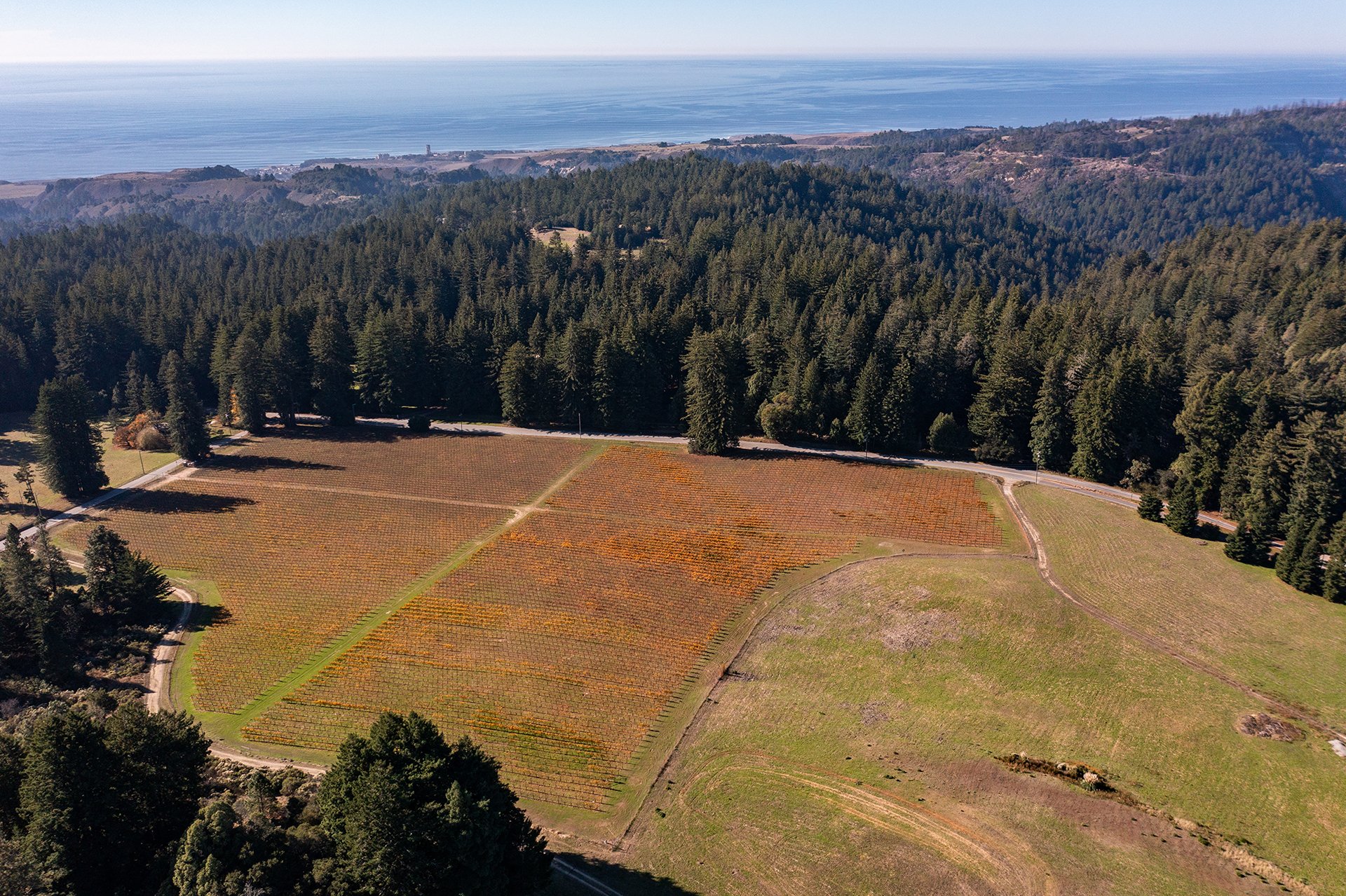 Santa Cruz Vineyard & Horse Property