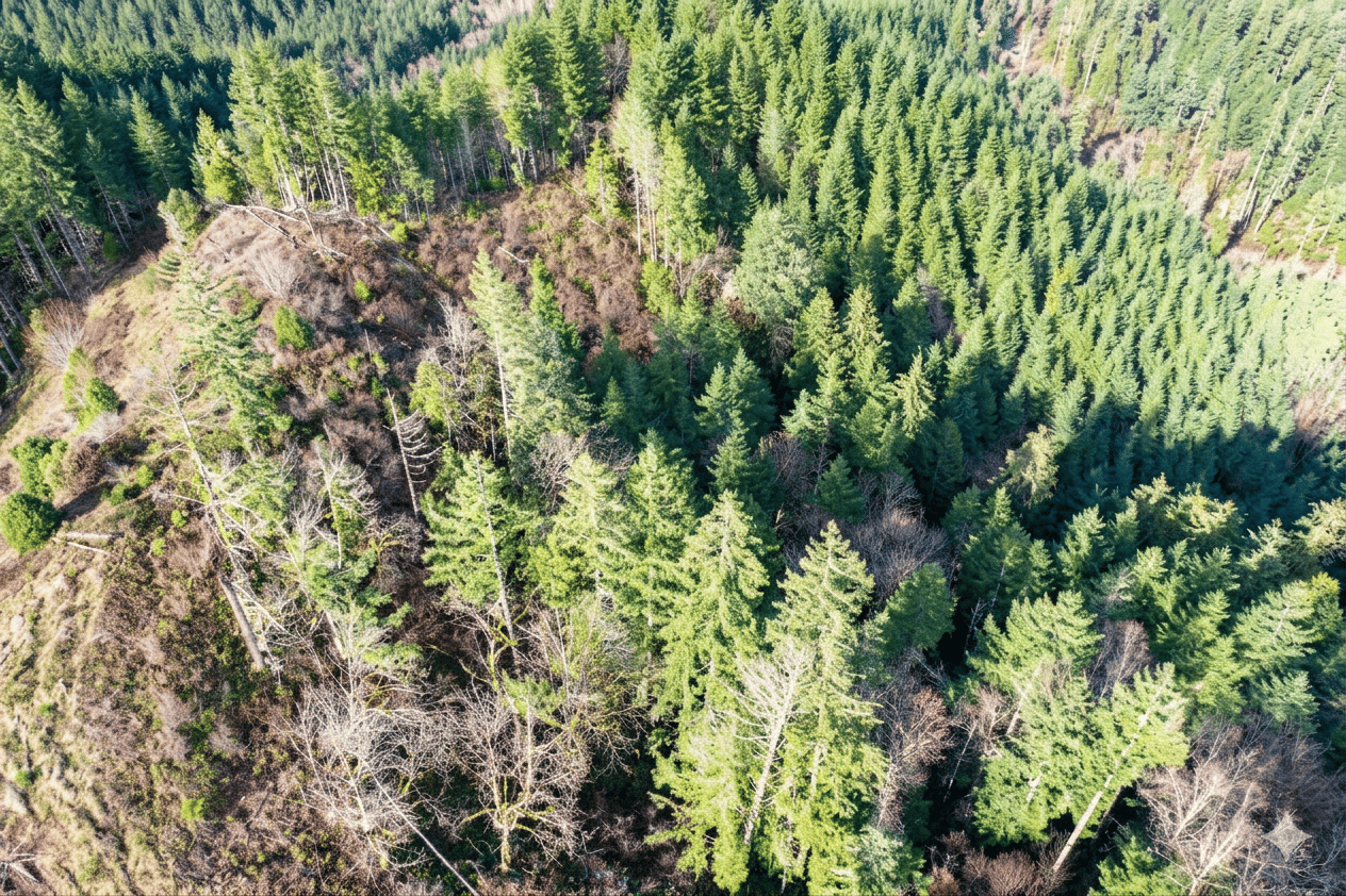 Smith River Back Woods