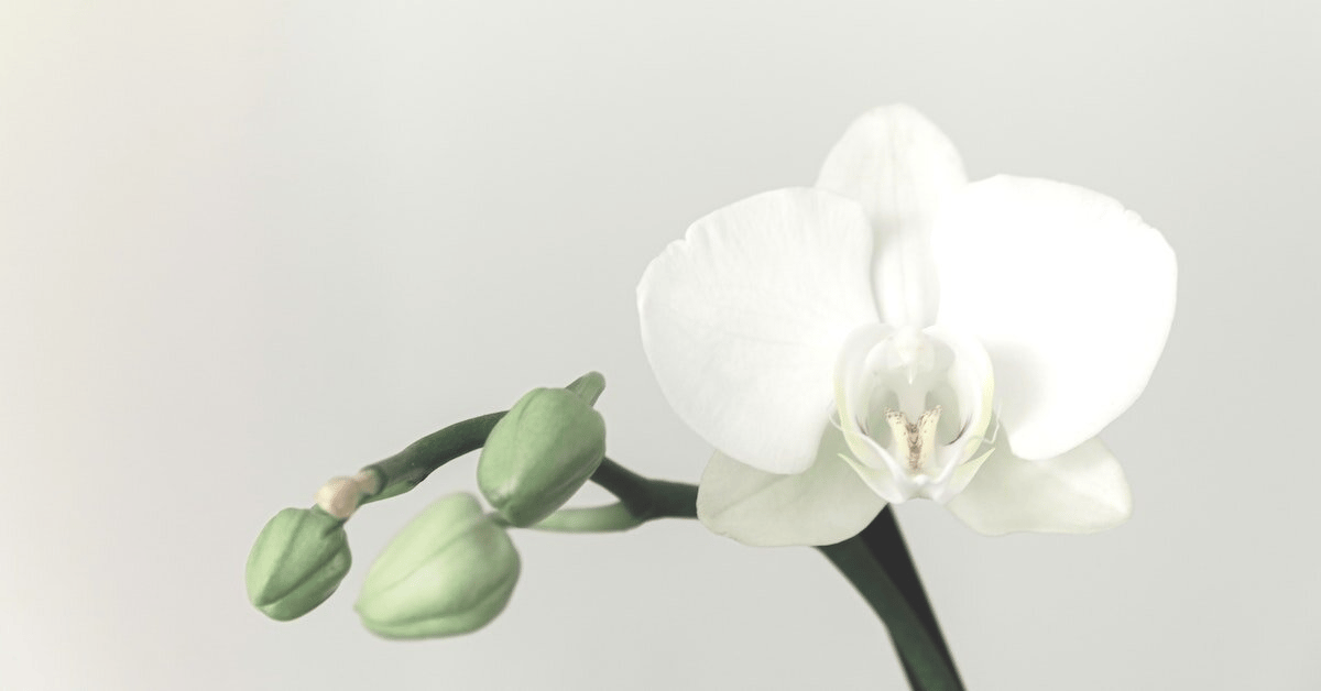Beyond the Orchid: 12 Houseplants to Liven Up Your Decor