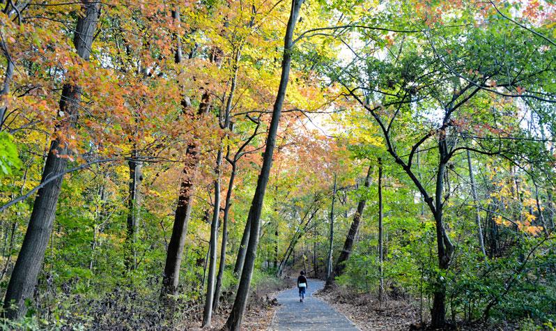 Fresh Meadows