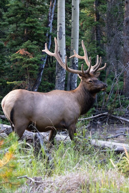Driving Into the Wild: A Sensory Journey Along Old Fall River Road