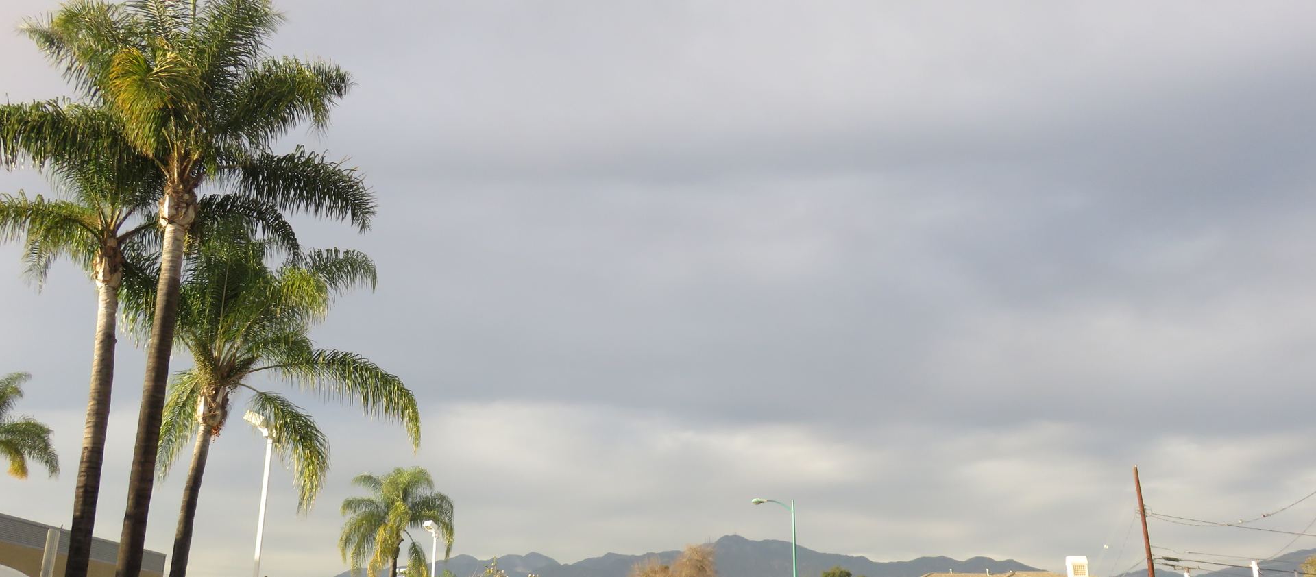Palms along a Temple City avenue with the San Gabriel Mountains in the distance