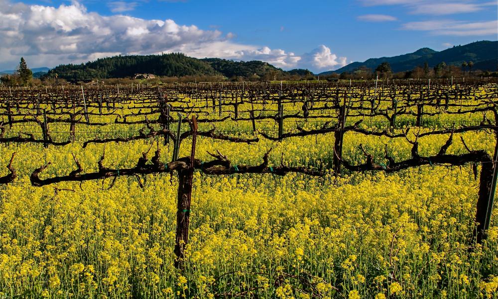 Visiting Napa Wineries in the Winter: What You Should Know