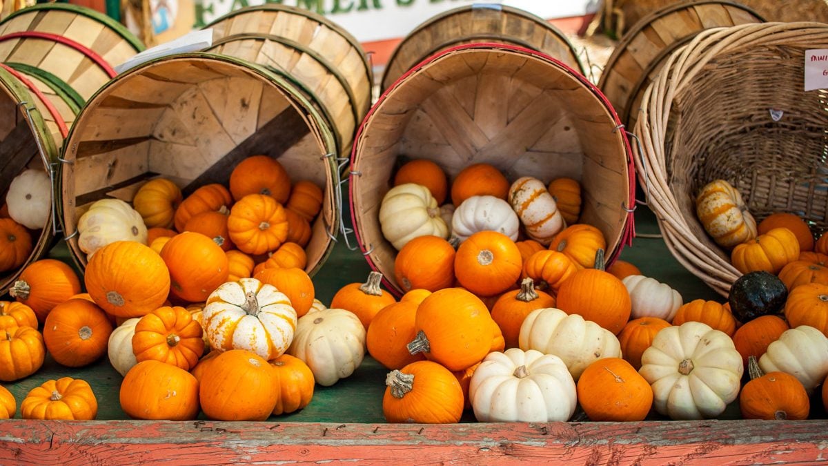 2025 Pumpkin Patch Guide for 76226 & South Denton County