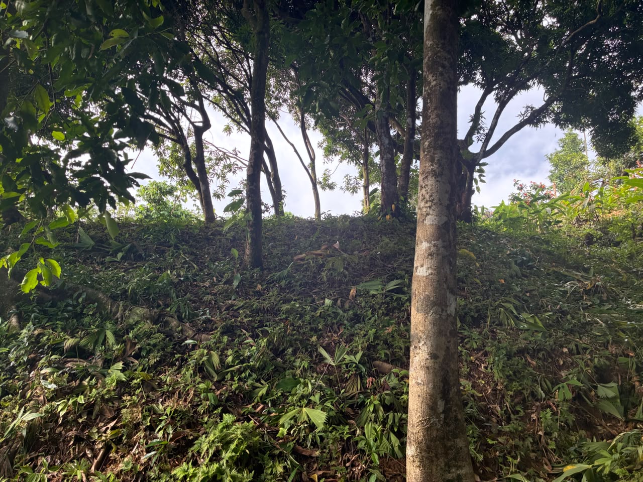 Beautiful Ocean View Lot in Ojochal Phase9