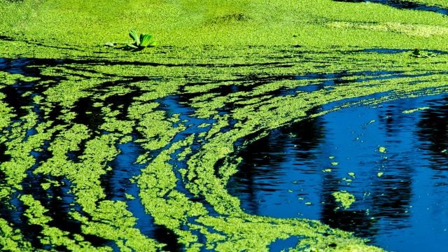 Top 3 Reasons Why Water Testing Kits Are Important to Help Identify Cyanobacteria and Blue-Green Algae