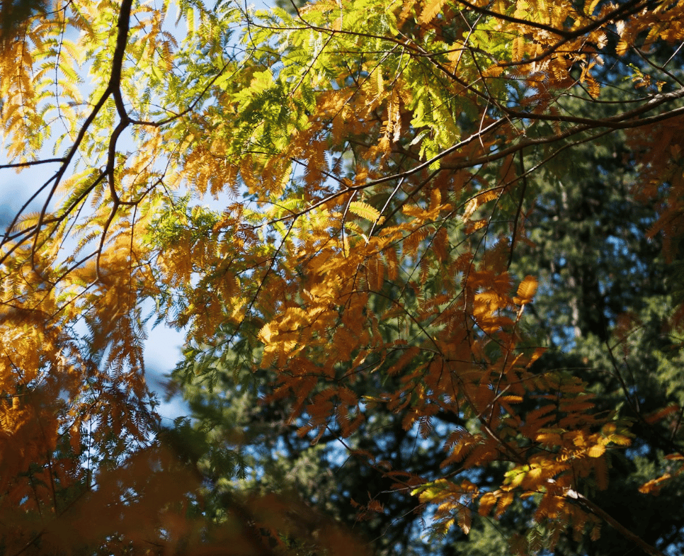 Events in the South Bay November 2025