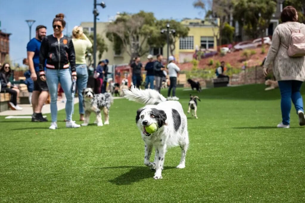 Fenced dog area at Lafayette Park with manicured lawns and shady trees in Pacific Heights.