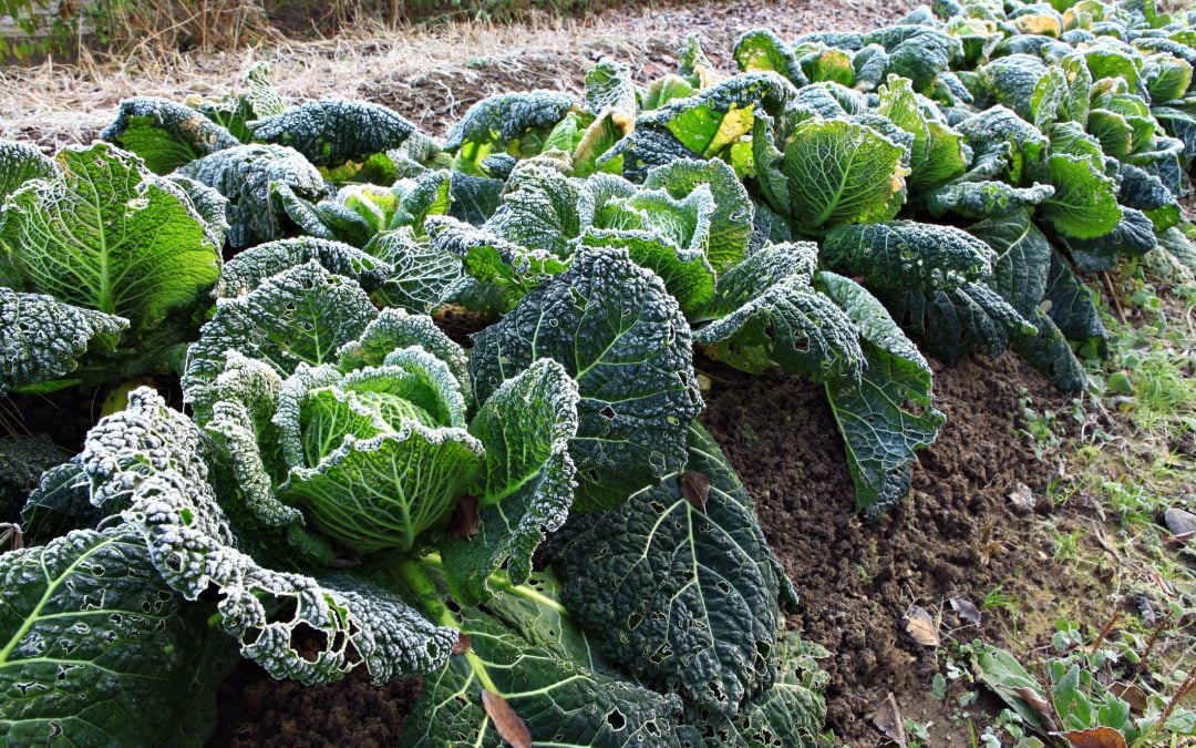 Winter is Coming..Protect Your Garden