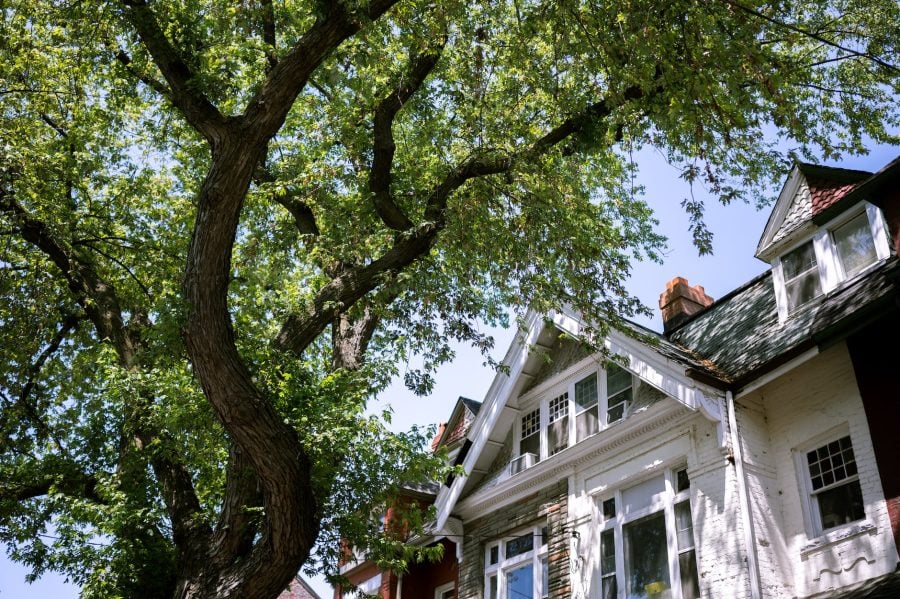 Buying a Home With Mature Trees: Charm, Risk, and Long-Term Maintenance